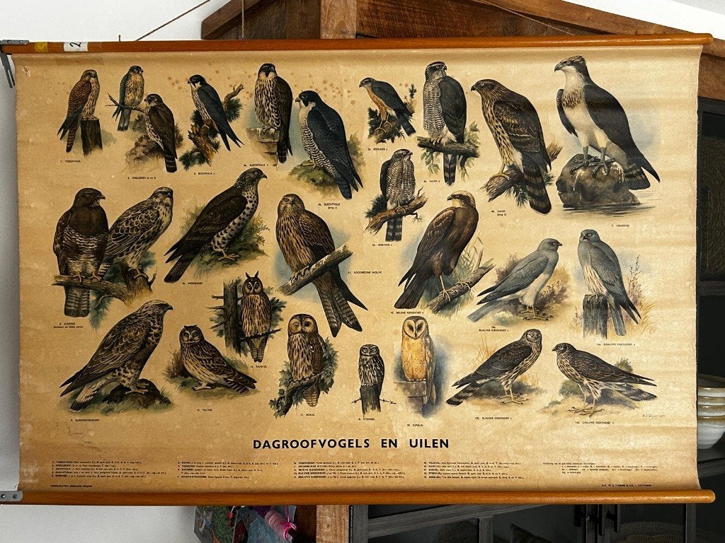 Dagroofvogels en uilen, Ophalen of Verzenden, Natuur en Biologie