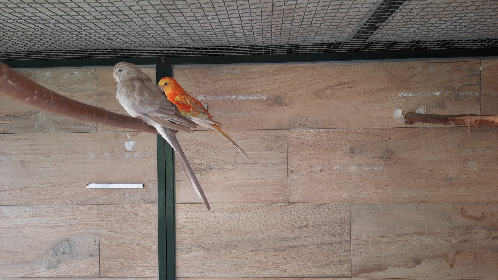 koppel roodrugparkieten grijsxopaline, Dieren en Toebehoren