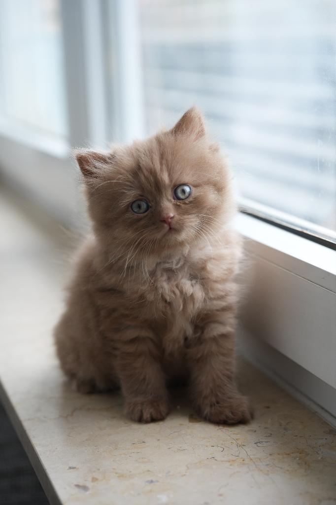 British Shorthair Cinnamon, Poes, Met stamboom, 0 tot 2 jaar