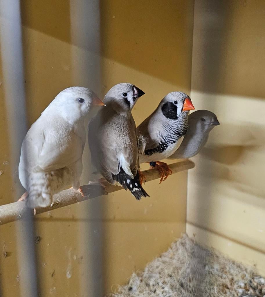 Zwartwang zebravink met pop en 3 jongen aangeboden., Dieren en Toebehoren, Vogels | Overige Vogels, Meerdere dieren, Tam