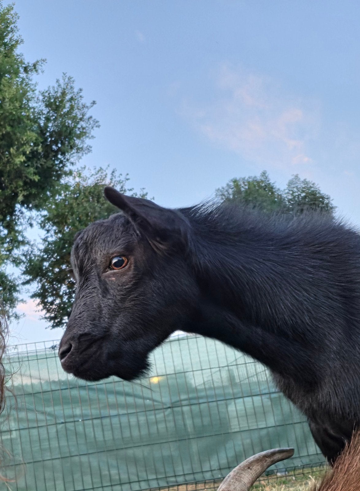 bok, 1,5 jaar oud, Dieren en Toebehoren, Ophalen, Zo goed als nieuw
