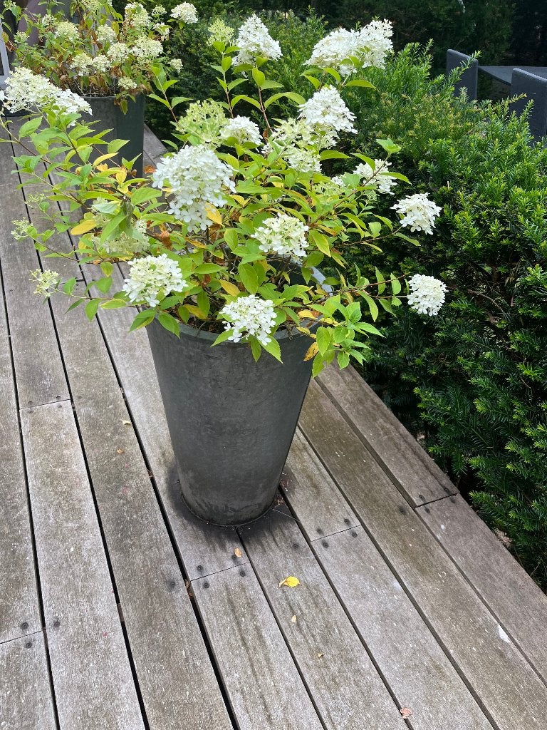 Planten, Volle zon, Vaste plant, Bloeit niet, Ophalen