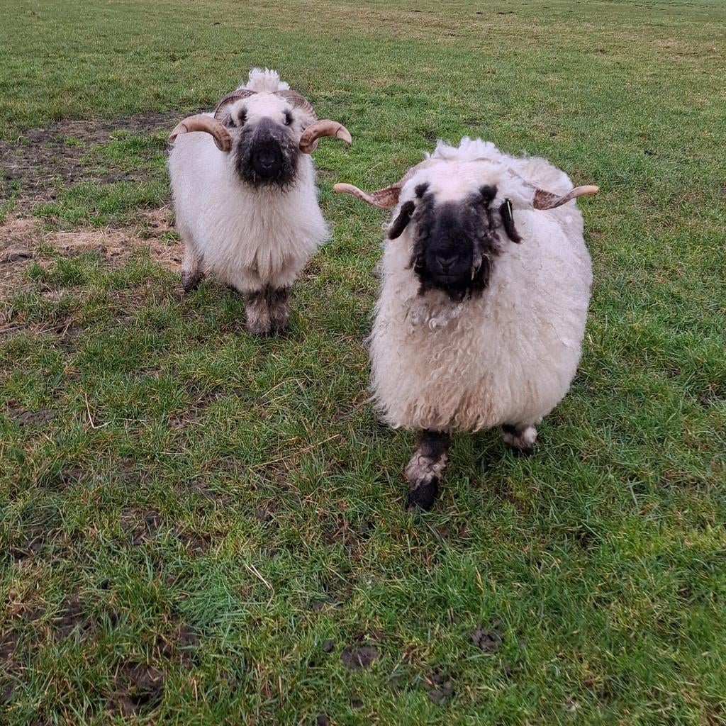 Stamboek Walliser schwarznase ooi en dekram, Dieren en Toebehoren, Schapen, Geiten en Varkens, Meerdere dieren, Schaap, 3 tot 5 jaar