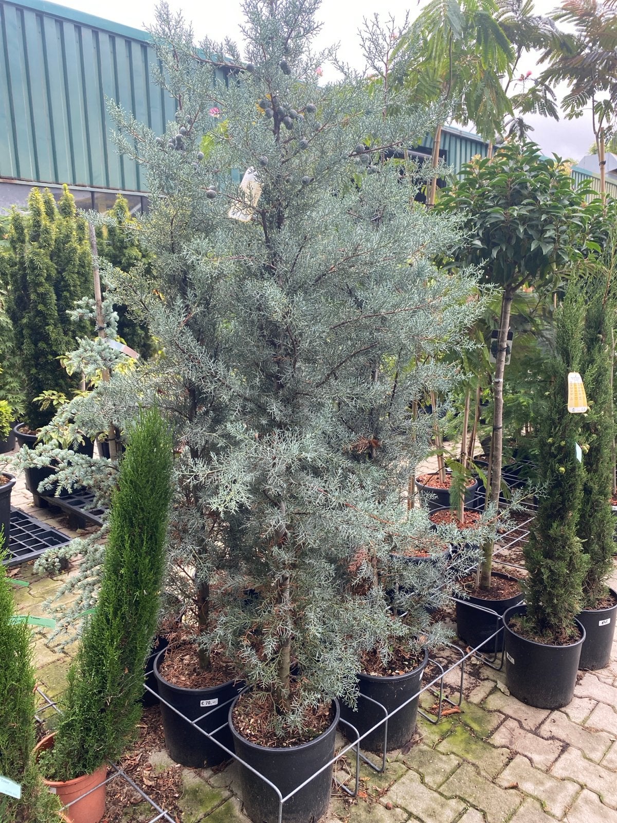 Cupressus Arizonica Fastigiata - Zuilboom 1,80 hoog, Bloeit niet, 250 tot 400 cm, Zuilboom, Ophalen