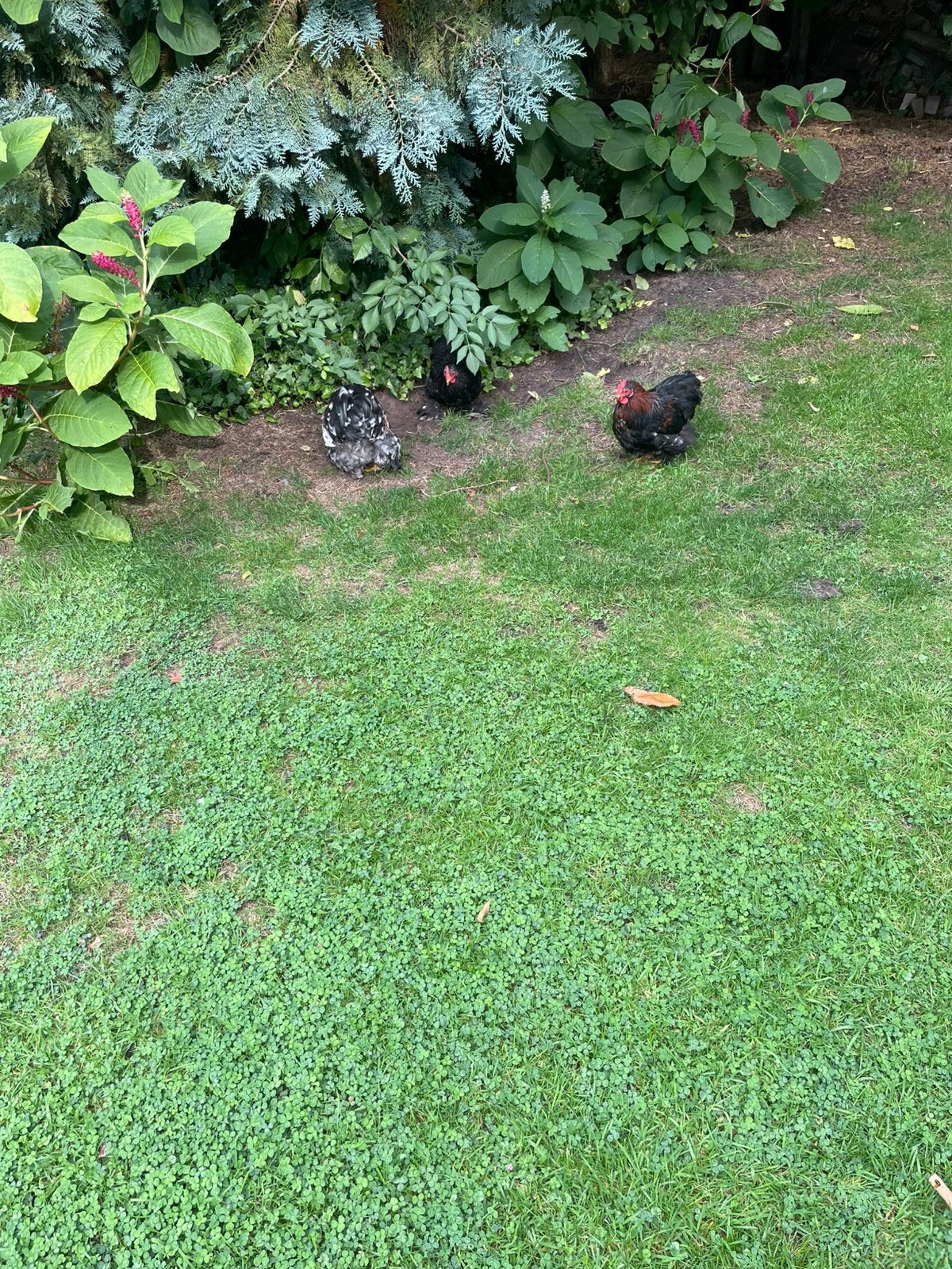 Cochinkriel, Dieren en Toebehoren, Kip