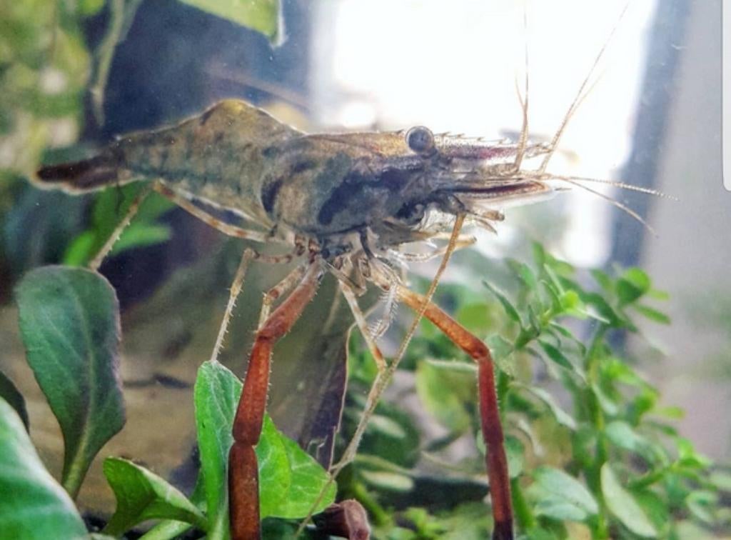 Gezocht, Dieren en Toebehoren, Vissen | Aquariumvissen, Kreeft, Krab of Garnaal