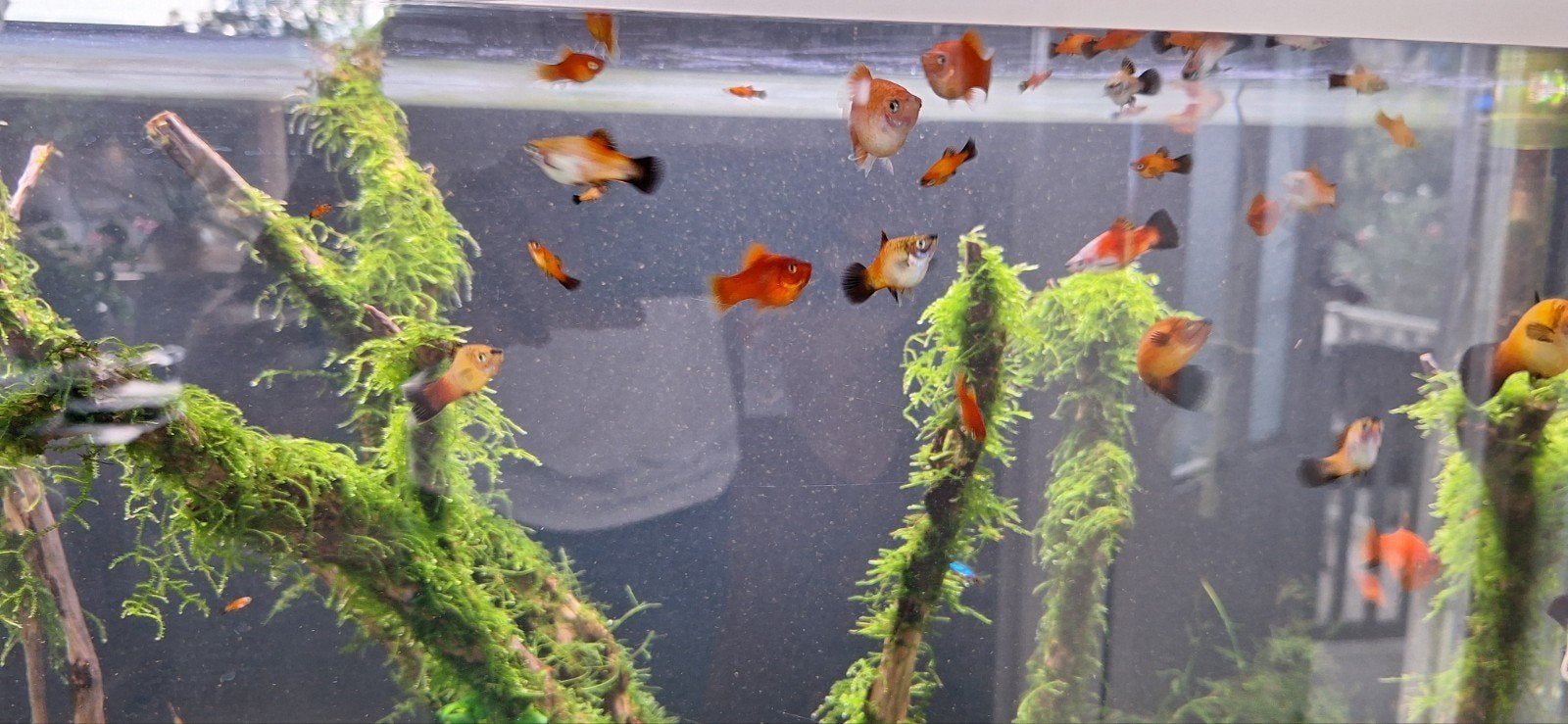 aquariumvissen, Vis, Zoetwatervis, Schoolvis