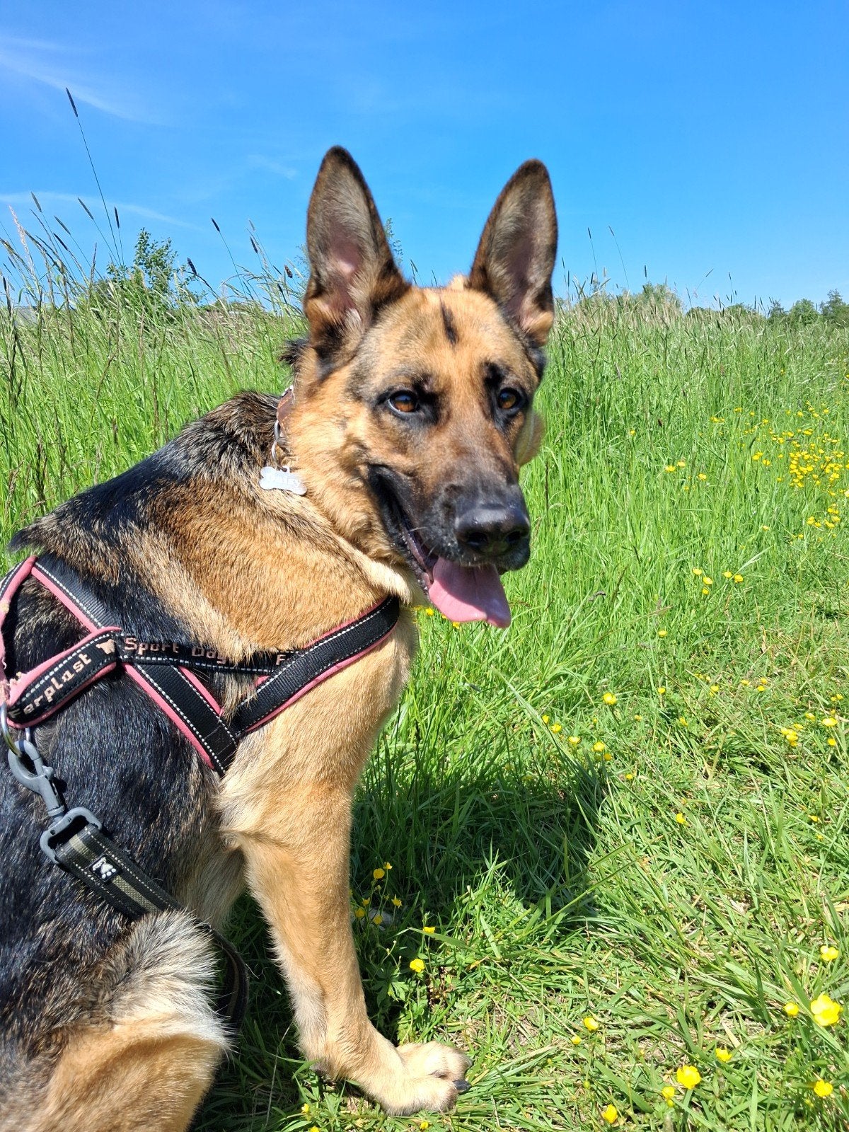 Zoek tijdelijke oppas voor Duitse Herder. Niet te koop., CDV (hondenziekte), Teef, Eén hond, 3 tot 5 jaar