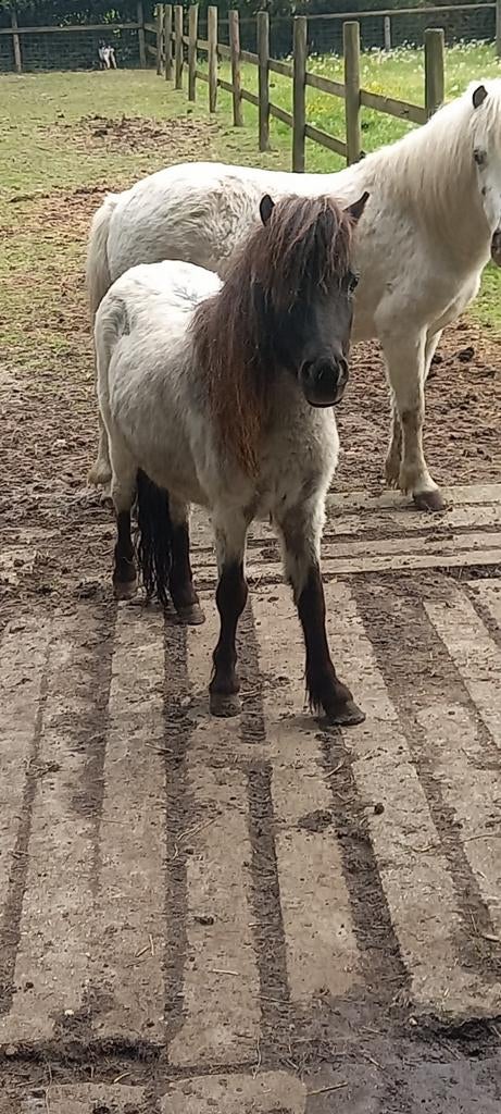 Mini hengst toverbal, Hengst, A pony (tot 1.17m), 0 tot 2 jaar