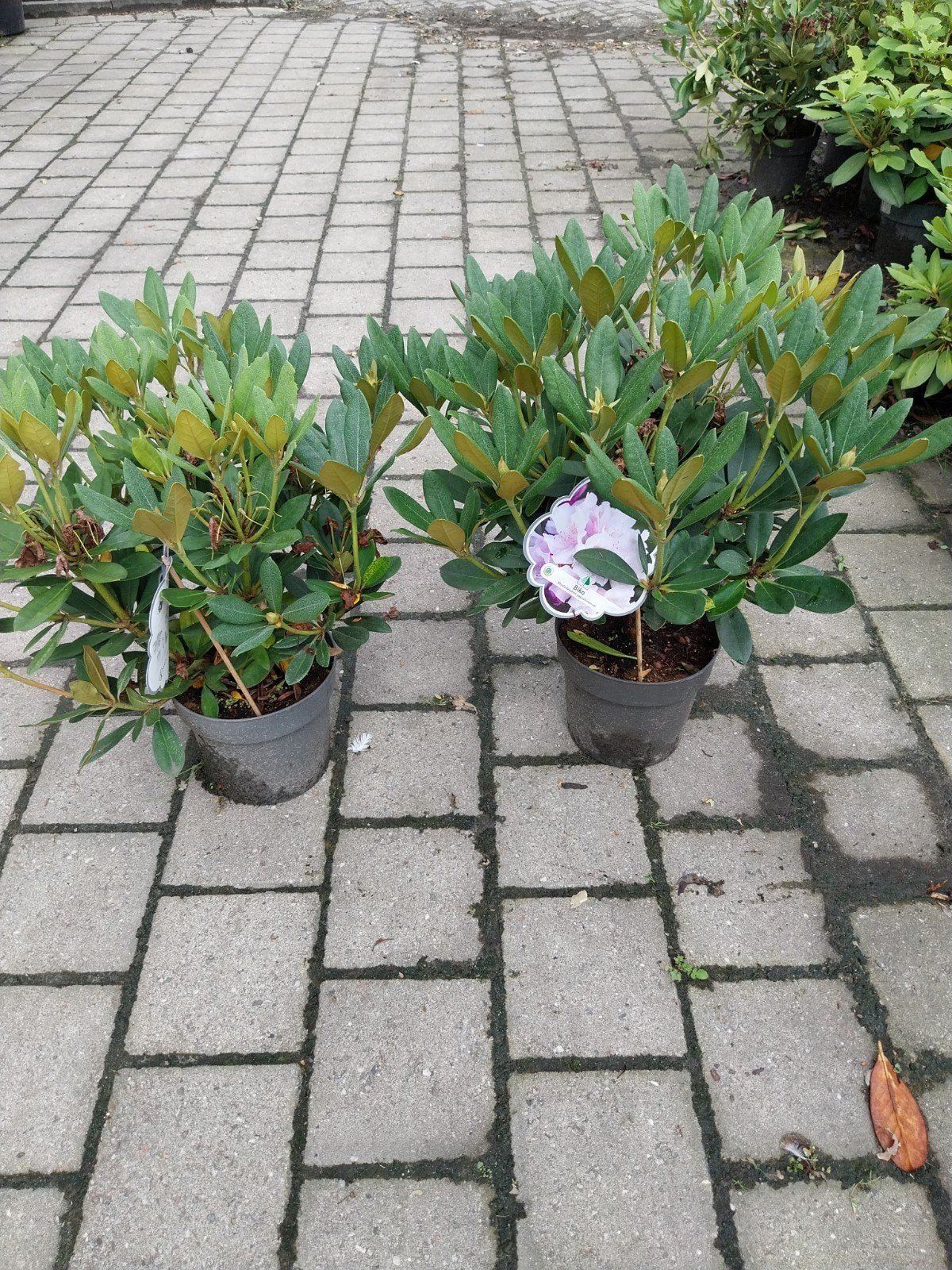 Rhododendron 'Biko' - Prachtige Bloeiende Heester, Vaste plant, Halfschaduw, Lente, Ophalen