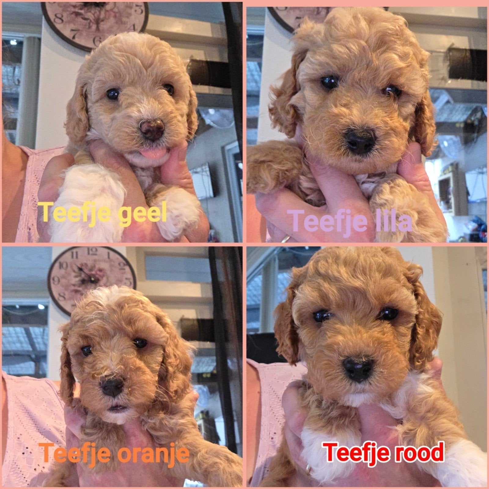 Huiselijk nestje kleine/medium labradoodle pups, Parvo, Overige rassen, 8 tot 15 weken, Meerdere