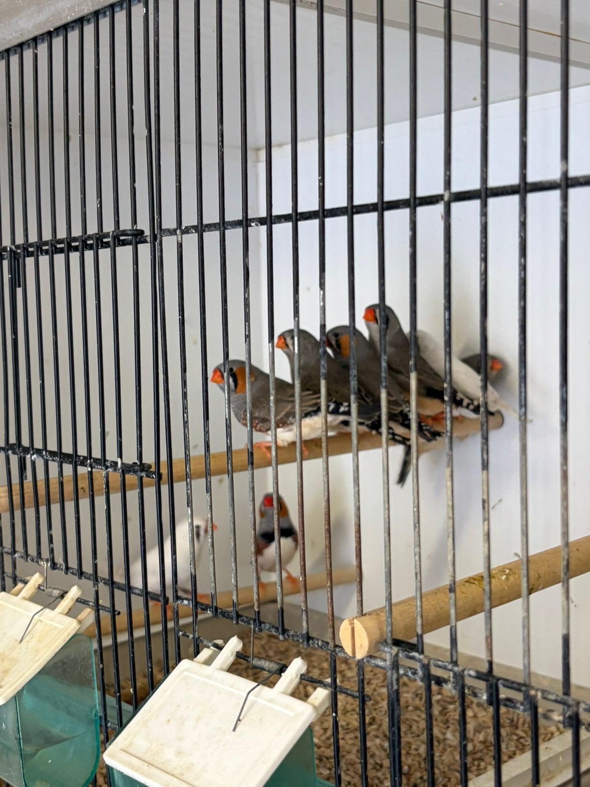 Zebravinken, Meerdere dieren, Geringd