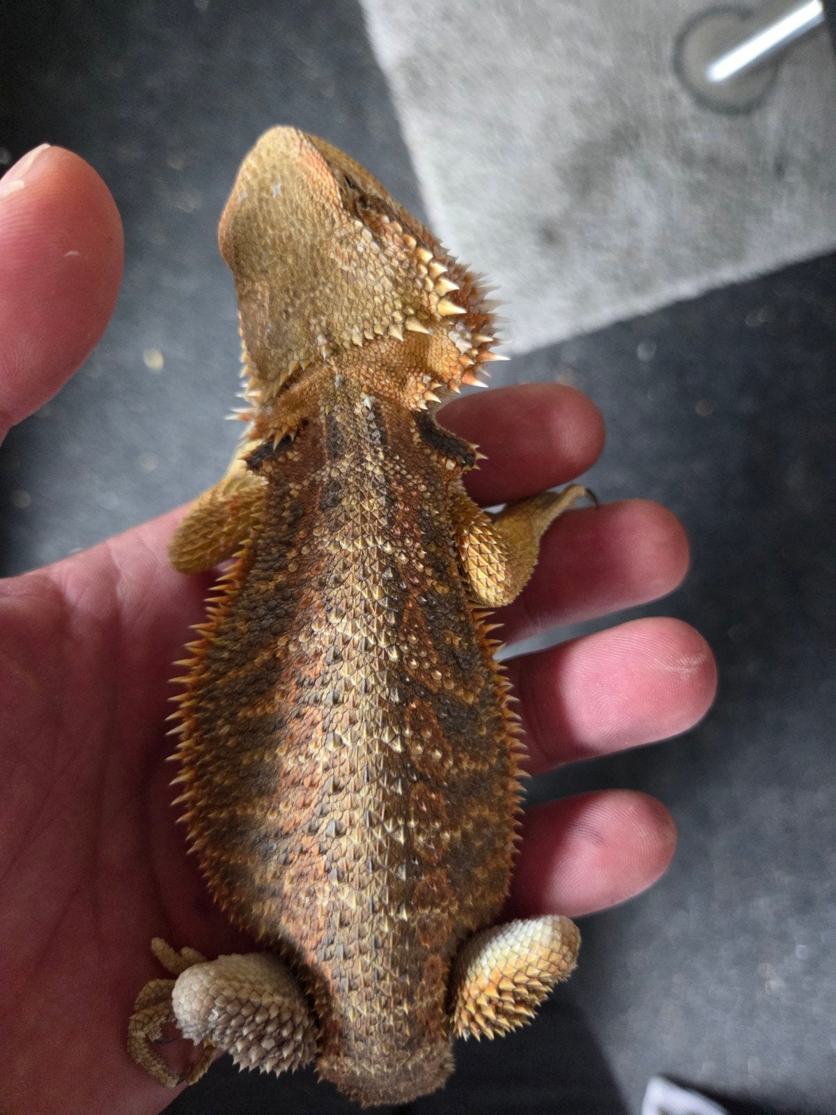 Baardagaam Pogona Vitticeps Citrus Orange Blue Bar Bearded Dragon - female for sale from r.greven1983