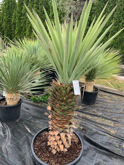 Yucca Treculeana, Volle zon, Vaste plant, Zomer, Ophalen