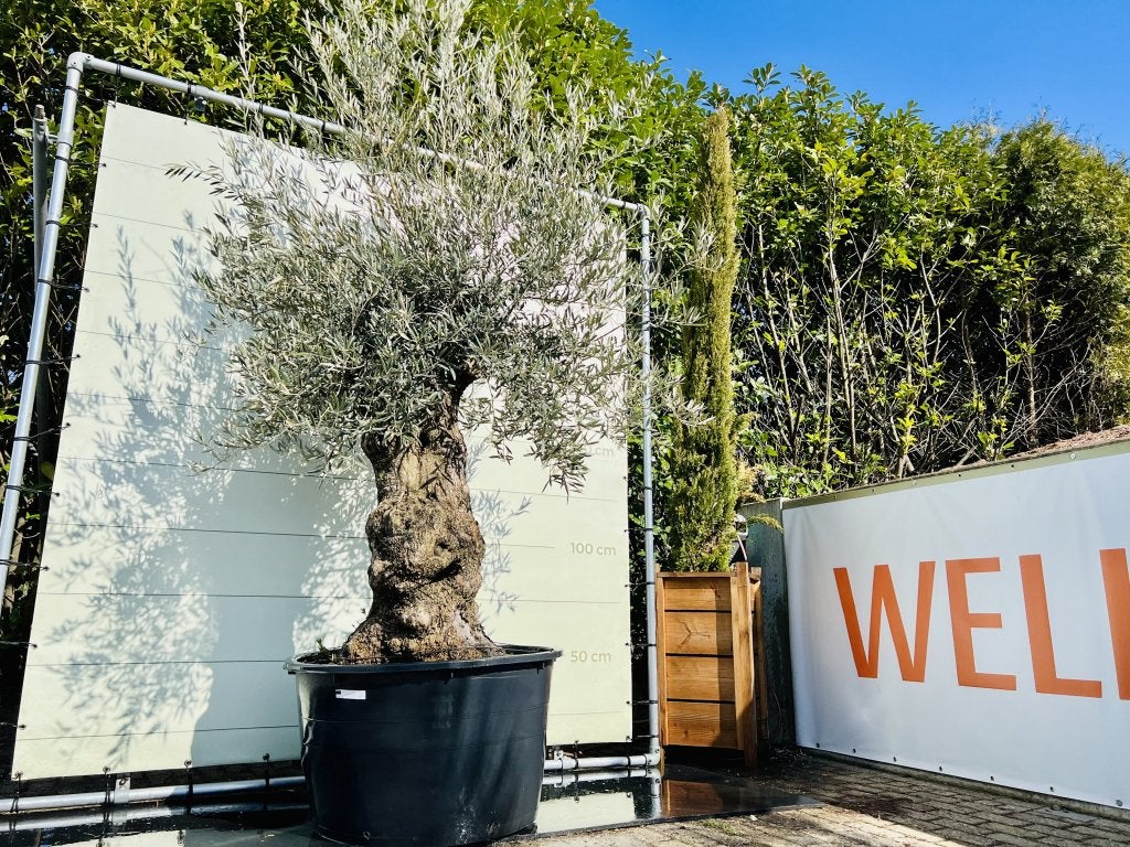 Olijfboom - Olea Europea - stamomvang 80-100 cm, Ophalen of Verzenden, Olijfboom, 250 tot 400 cm, Zomer