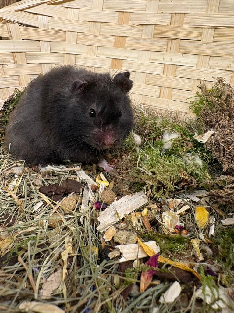 Lieve tamme teddy goudhamster Belle, zoekt een fijn huisje, Hamster, Februari, Vrouwelijk, Tam