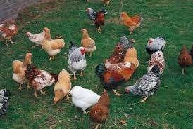 Heel veel Krielkippen: Veel keuze!, Dieren en Toebehoren, Pluimvee, Vrouwelijk, Kip