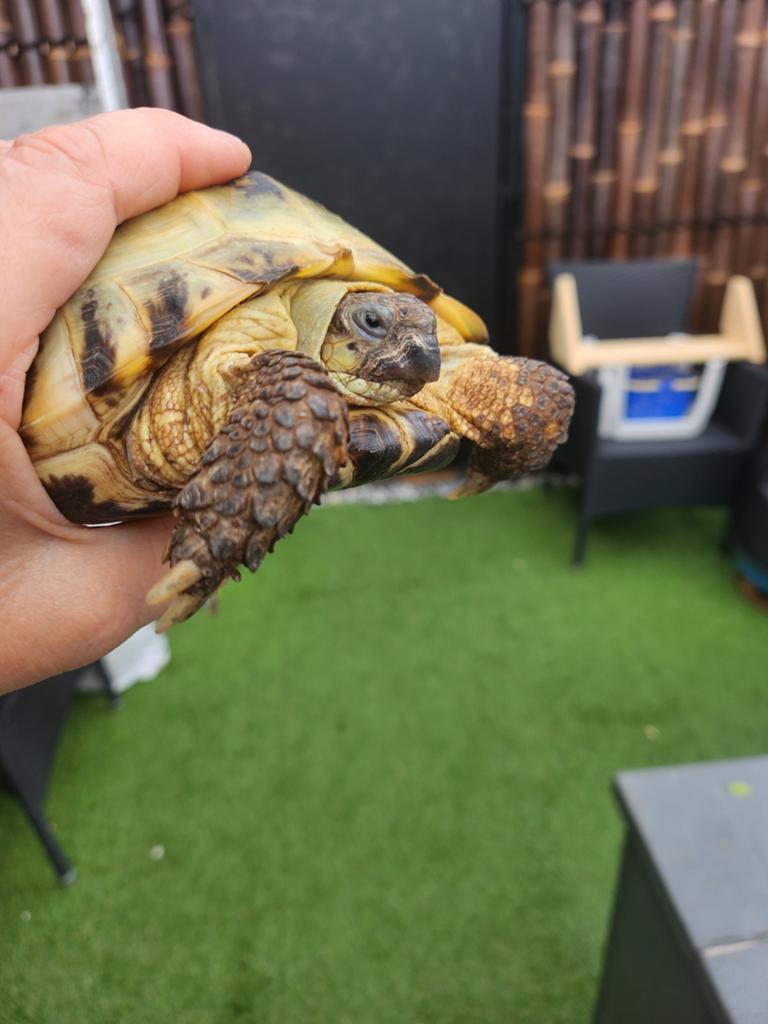 Russisch vierteen schildpad, Schildpad