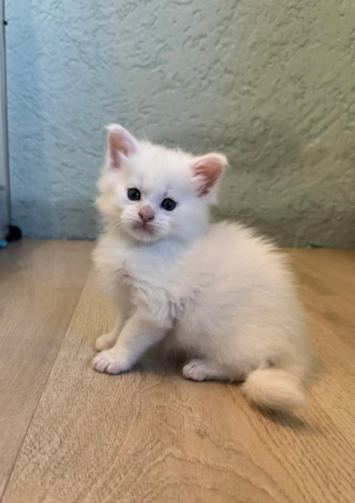 Red shell maine coon kitten kater (lijkt bijna wit), Dieren en Toebehoren, Katten en Kittens | Raskatten | Langhaar, Kater, Ontwormd