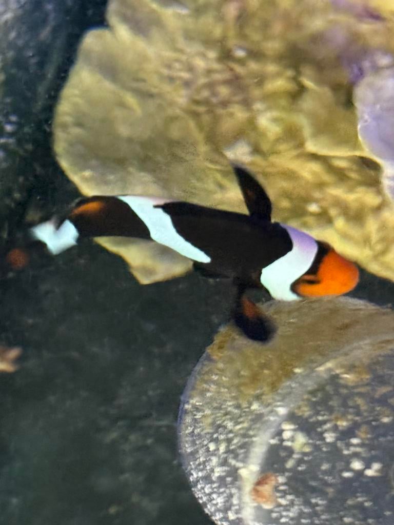 Koppel Amphiprion percula (Onyx), Dieren en Toebehoren, Vissen | Aquariumvissen, Vis
