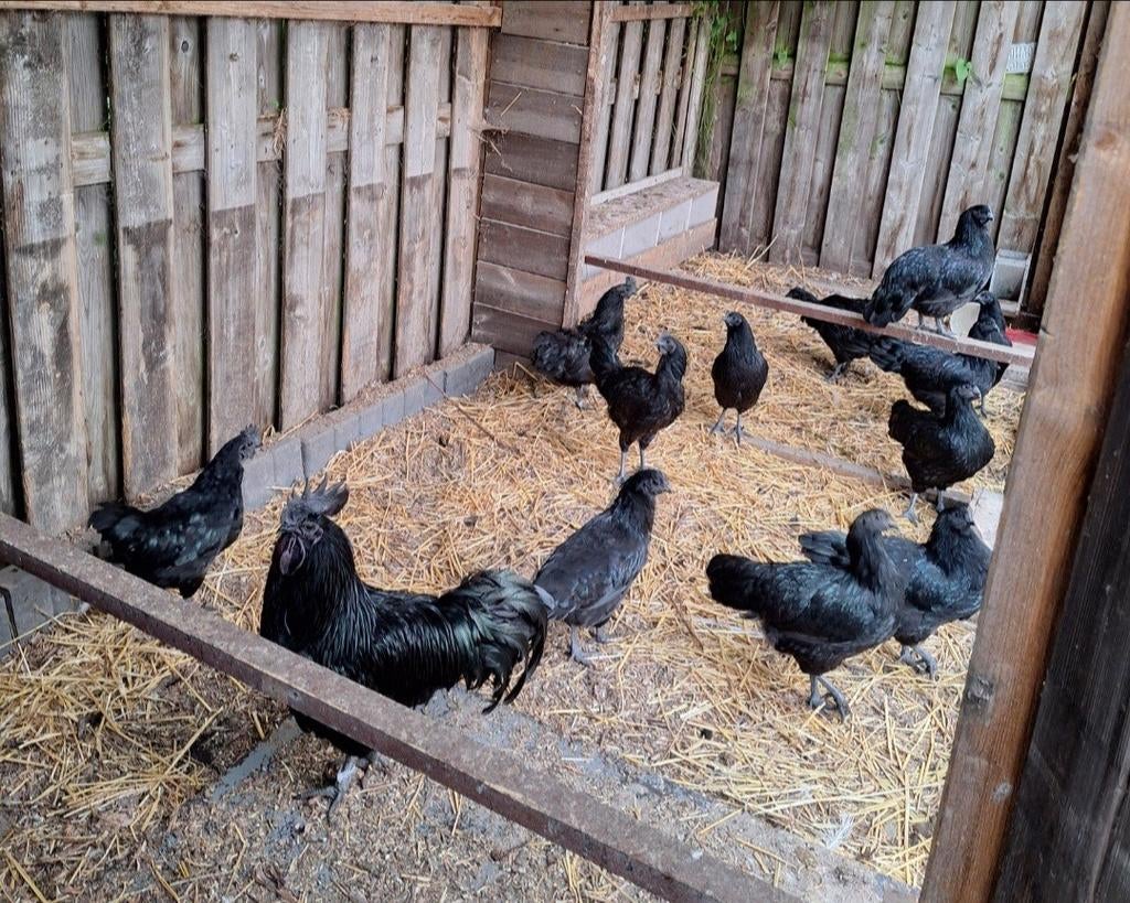 Raszuivere ayan cemani broedeieren | Speciaal kippenras |, Dieren en Toebehoren, Pluimvee, Geslacht onbekend, Kip
