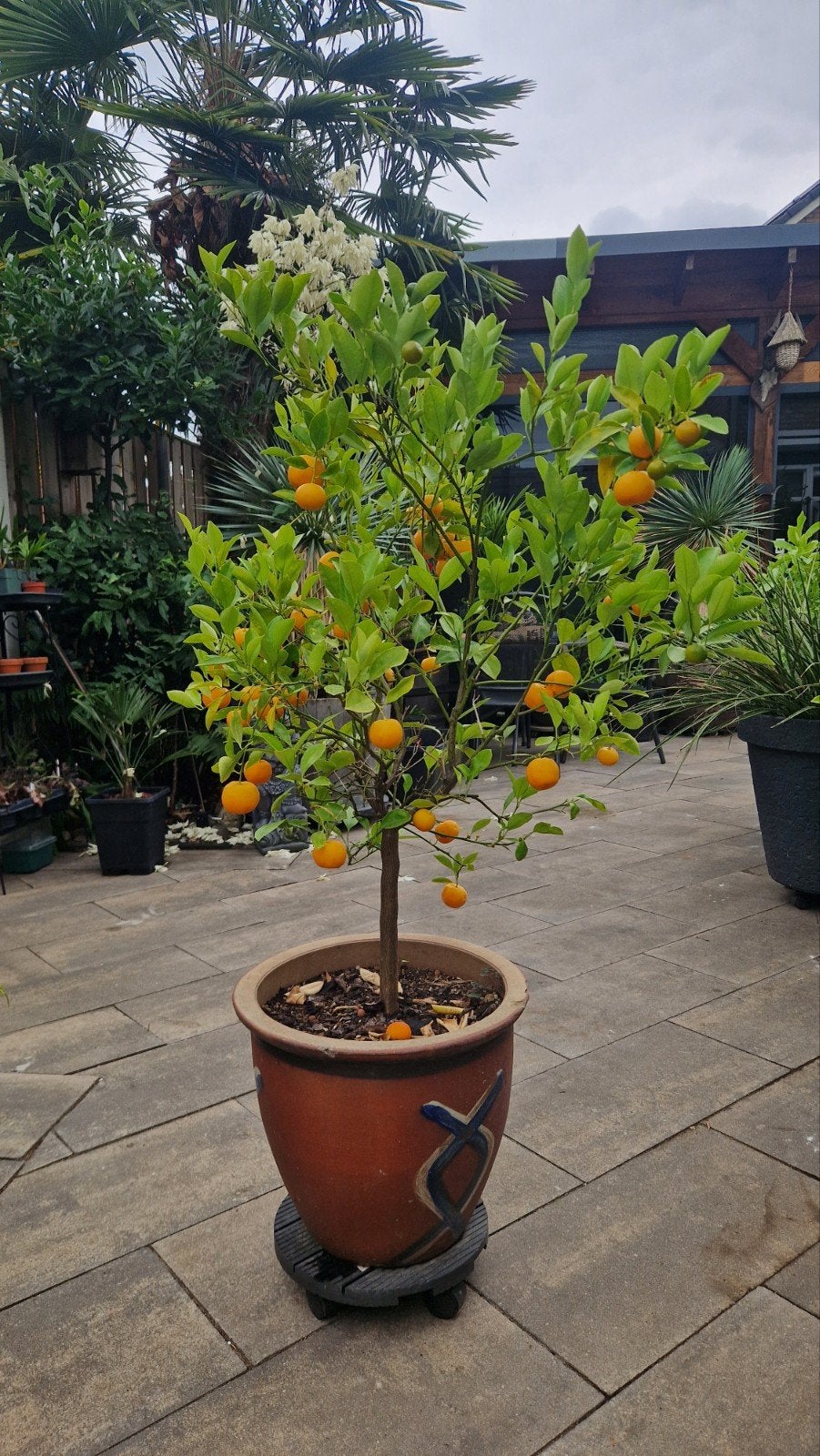 Mandarijnboompje inclusief grote stenen pot, Ophalen, Vaste plant, Fruitplanten, Halfschaduw