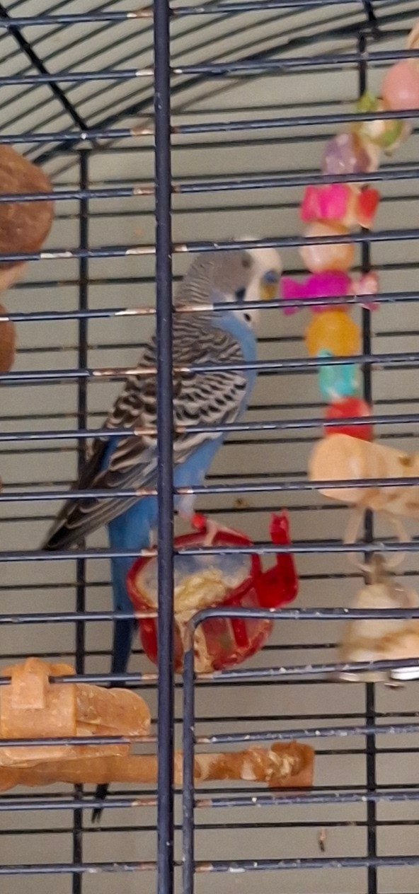 parkietjes met kooi, Mannelijk, Parkiet