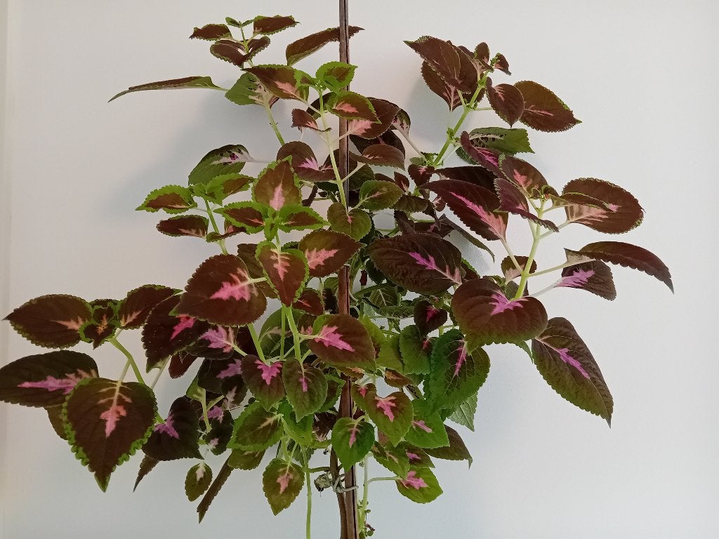 Siernetel, Ophalen, Overige soorten, Halfschaduw, In pot
