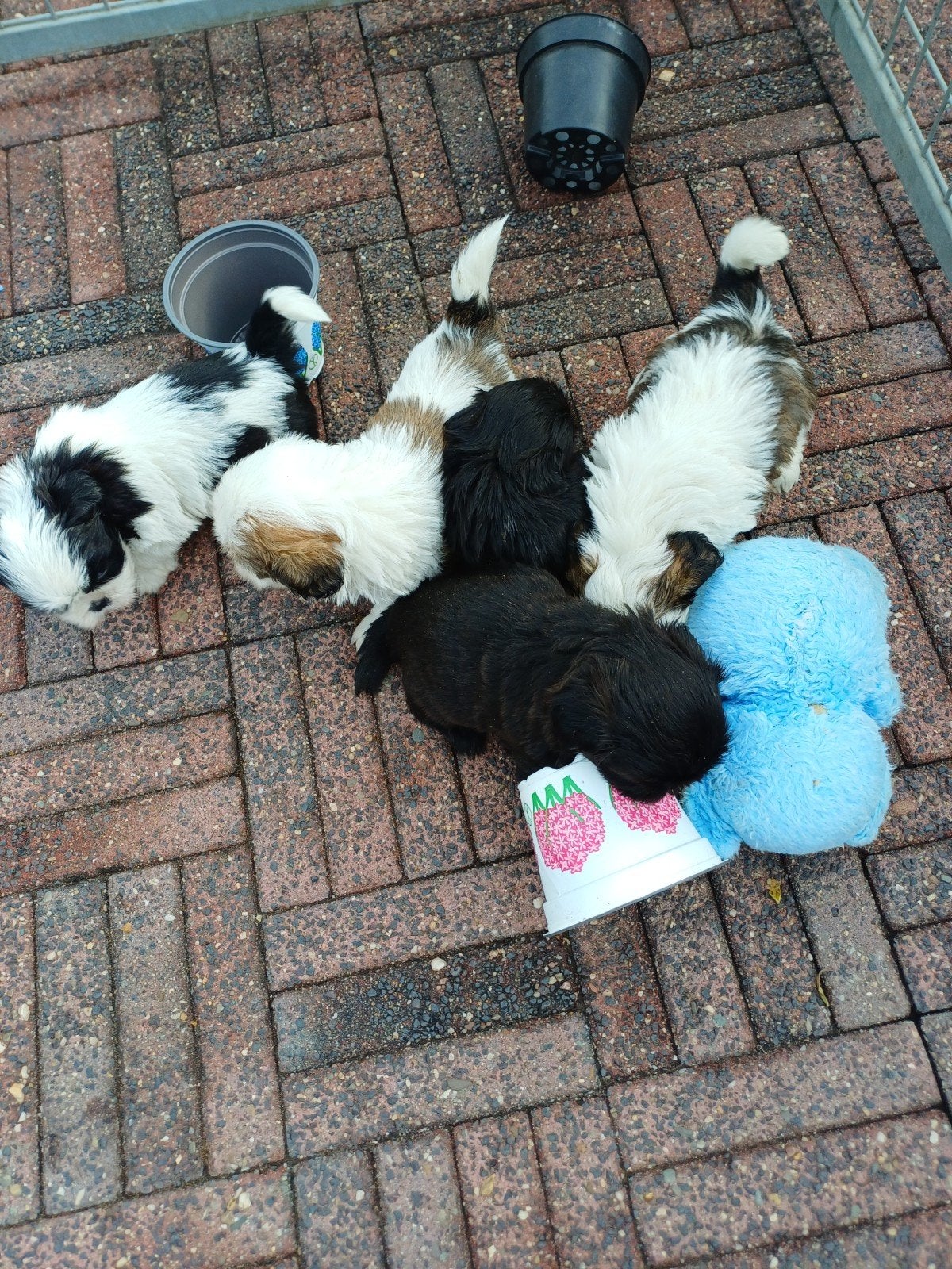 leuke lieve raszuiver shih- tzu pups, Overige rassen, Meerdere, Meerdere dieren, Nederland