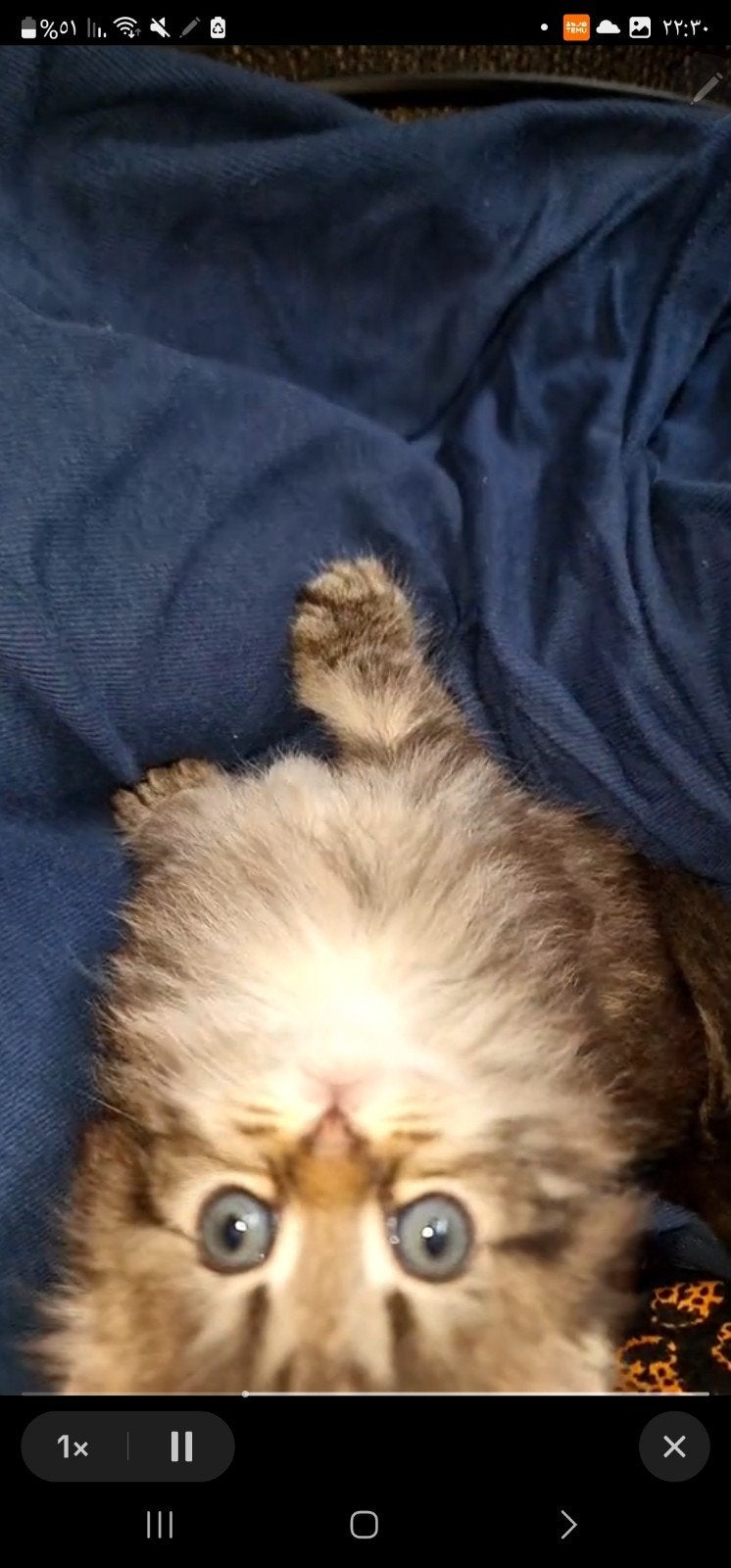 Twee lieve kittens zoeken een warm en liefdevol thuis!, Dieren en Toebehoren