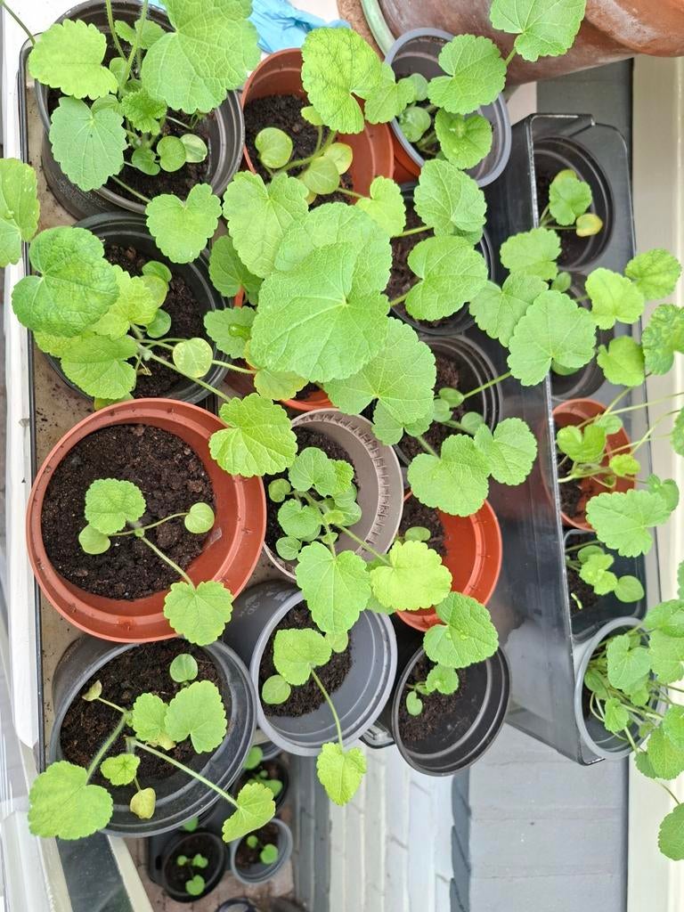 Stokroos plantjes, Ophalen, Minder dan 100 cm, Overige soorten, Zomer