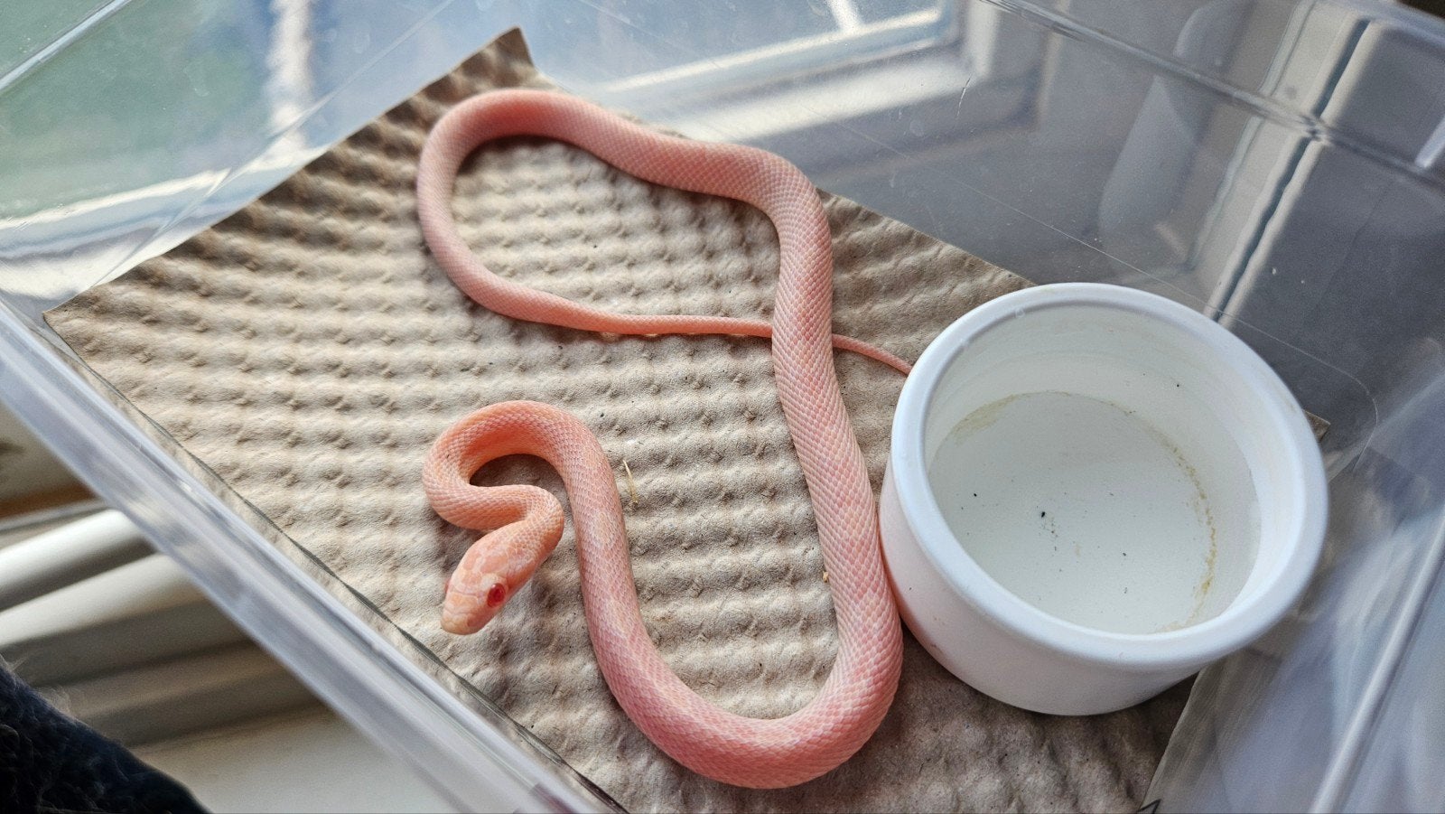 0.1 pantherophis guttarus opal tessera, Dieren en Toebehoren, Slang, 0 tot 2 jaar