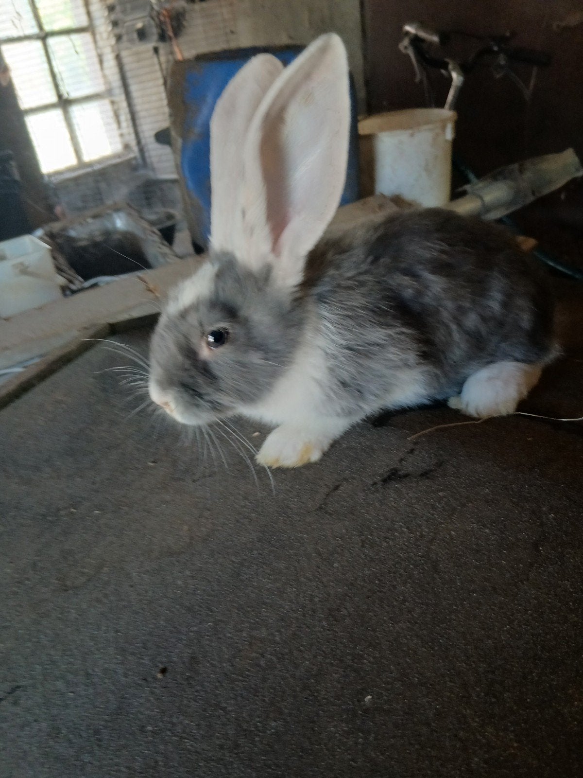 Nog 5 jonge vlaamse reuzen te koop, Meerdere dieren, Groot