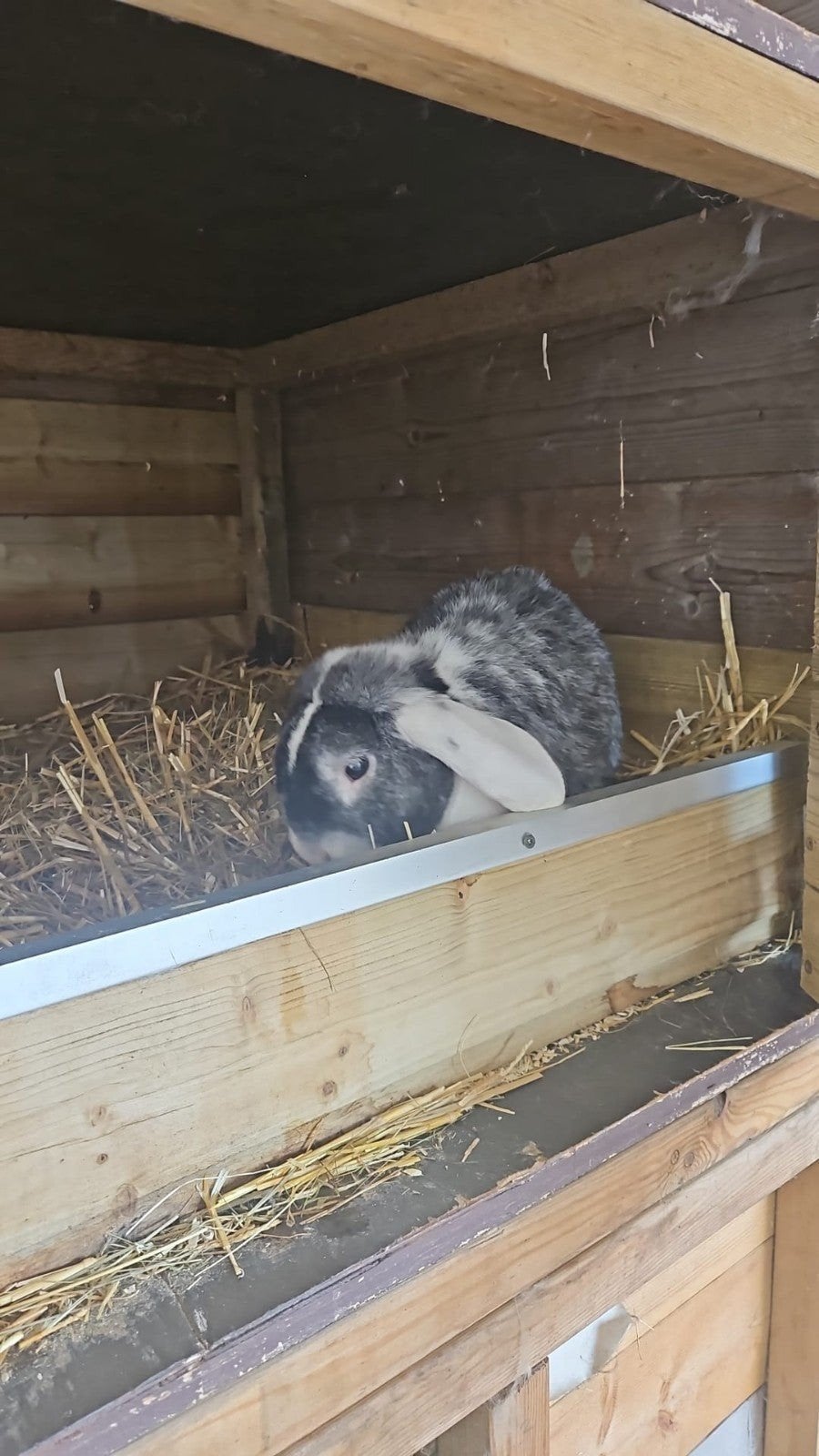 te koop, Dieren en Toebehoren, Mannelijk, Groot, Hangoor