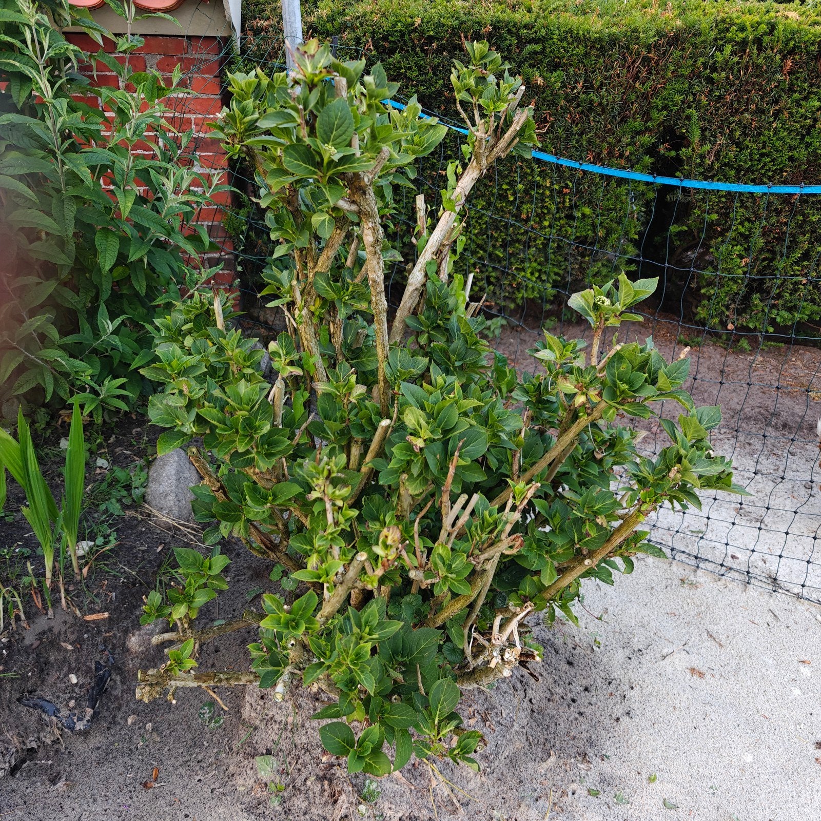 Gratis Hortensia . Gratis tuinplant, Tuin en Terras, Ophalen, Hortensia, Minder dan 100 cm