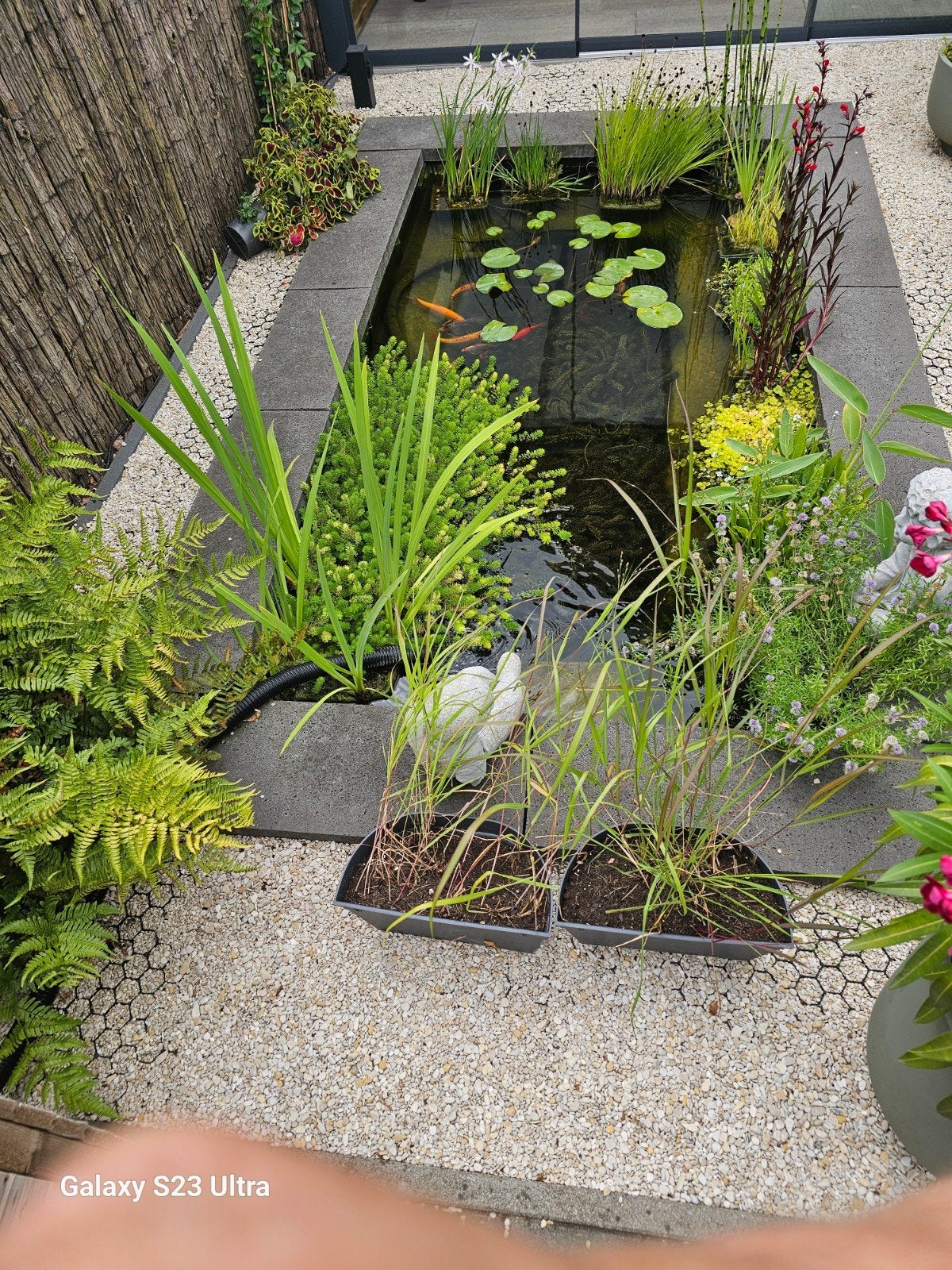 Prachtige vijver met waterplanten en vissen, Ophalen