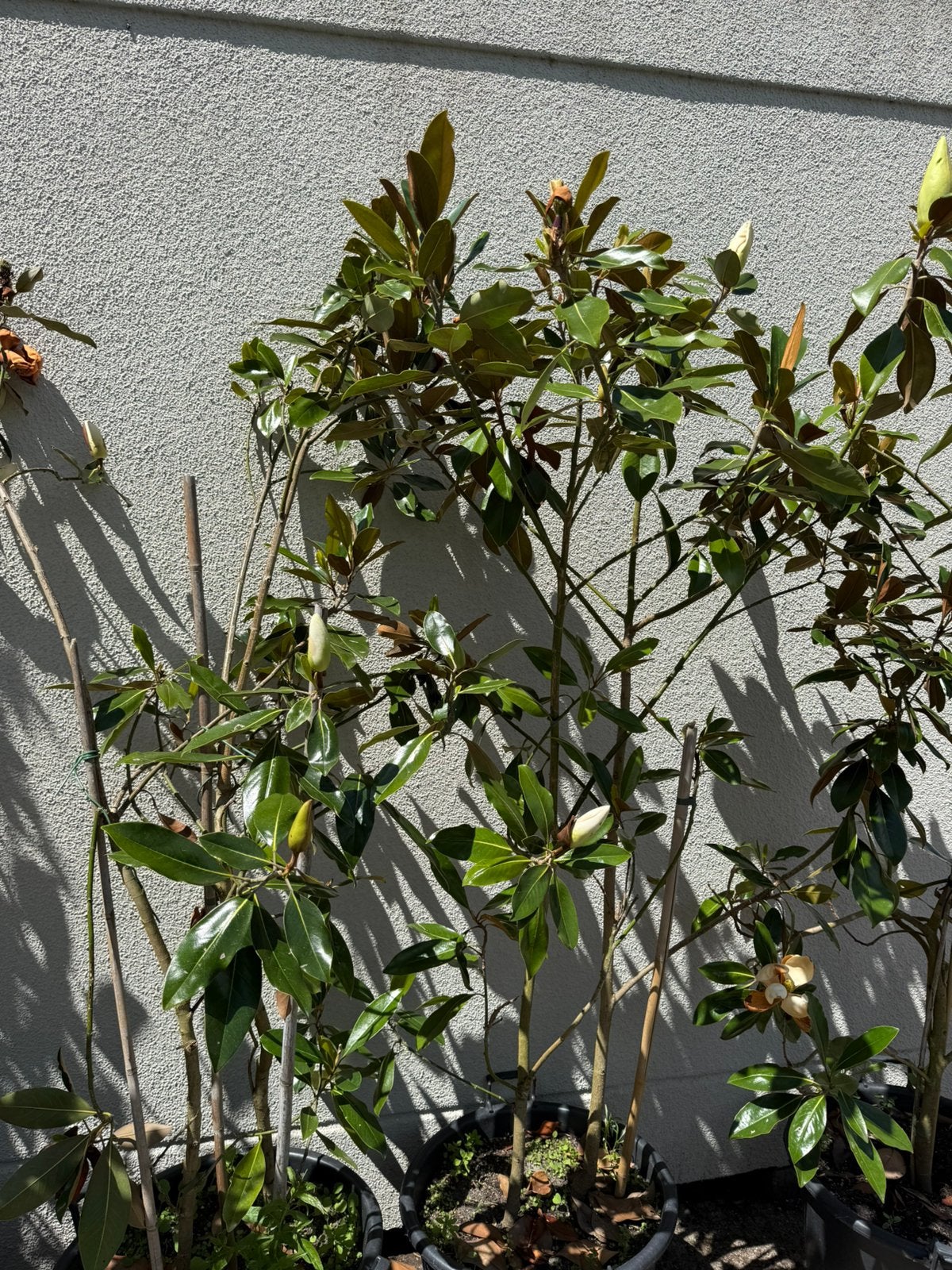 Magnolia grandi flira litle jenn grote struik  nu 39,95, Ophalen, Overige soorten, Struik, 100 tot 250 cm