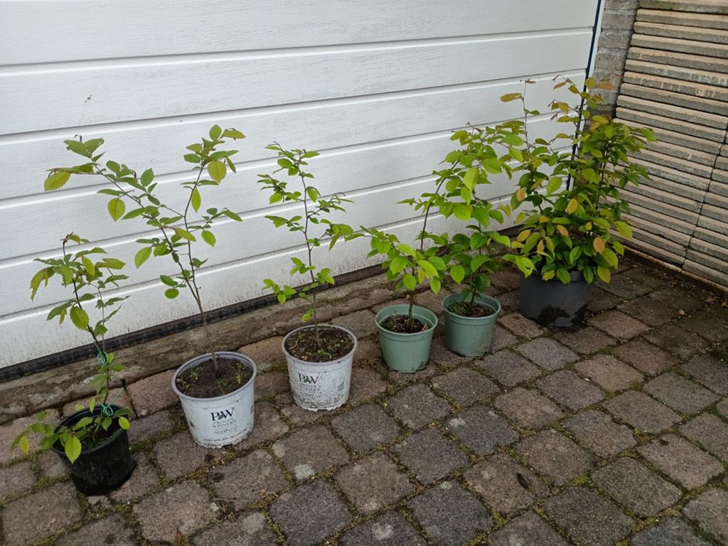 Goed gewortelde biologische beuk voor haag, Tuin en Terras, Planten | Struiken en Hagen, Ophalen, Beukenhaag, 100 tot 250 cm