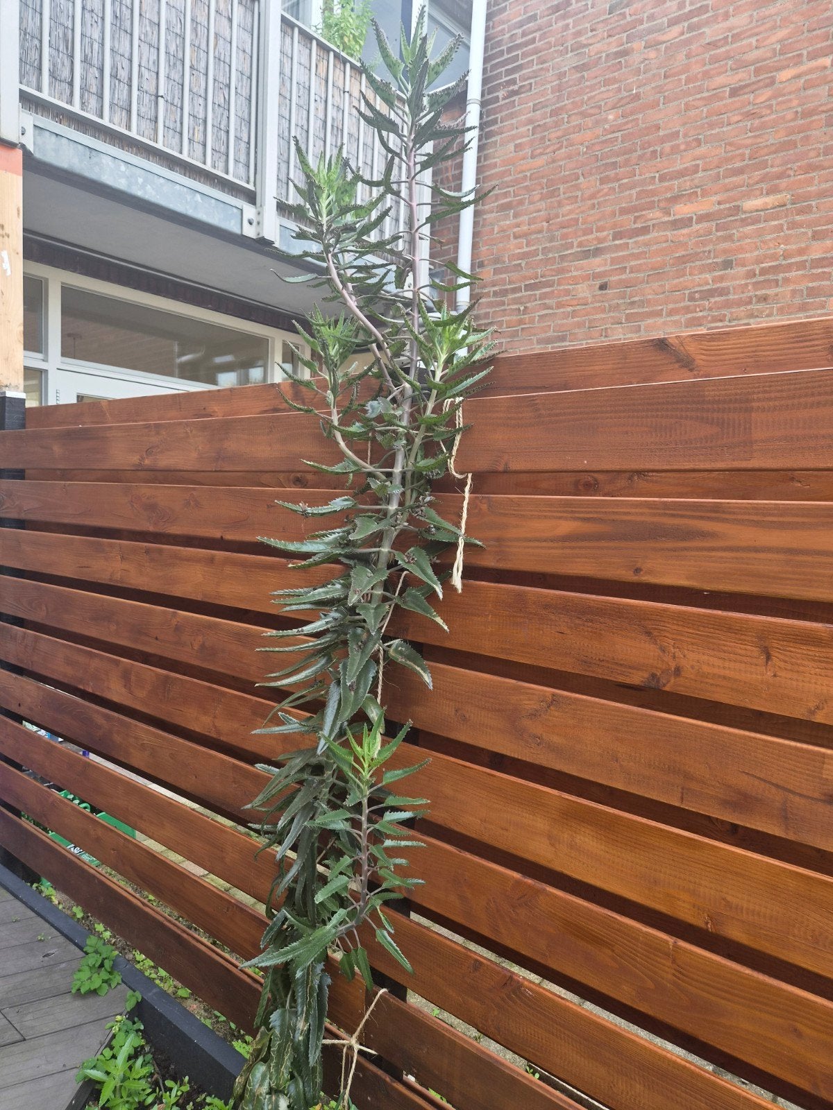 mother of thousand,   Kalanchoe daigremontiana,  vetplant, Ophalen, Volle zon, Minder dan 100 cm