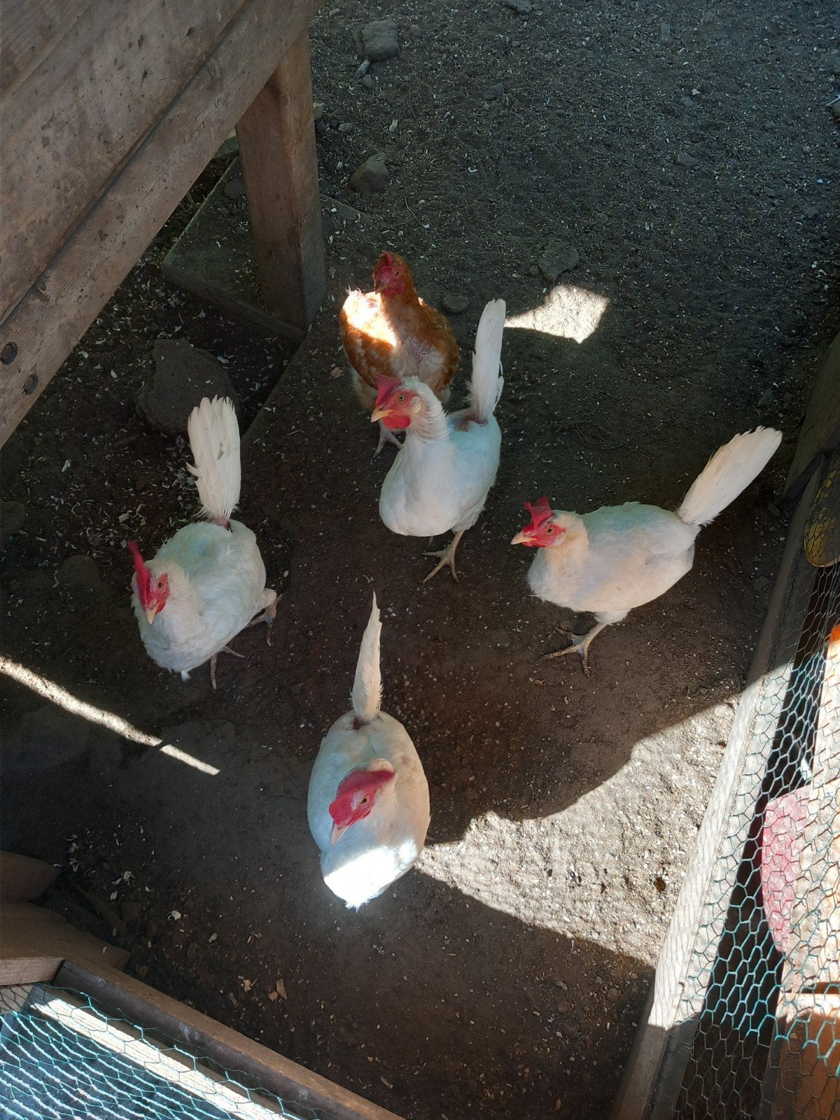 gratis 5 legkippen, Dieren en Toebehoren, Pluimvee, Vrouwelijk, Kip