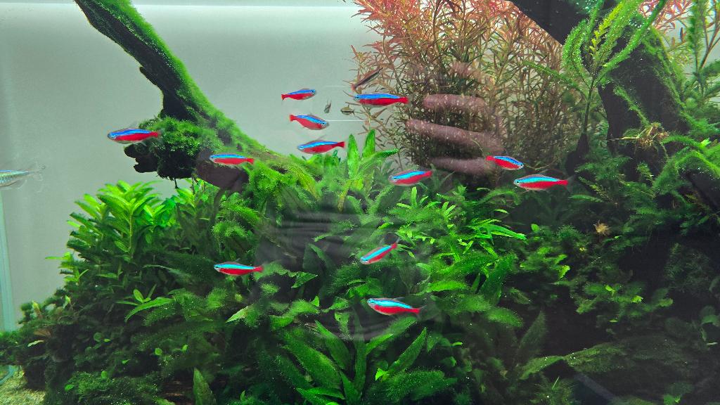 12x Kardinaaltetra (Paracheirodon axelrodi), Dieren en Toebehoren, Vissen | Aquariumvissen, Vis, Zoetwatervis, Schoolvis