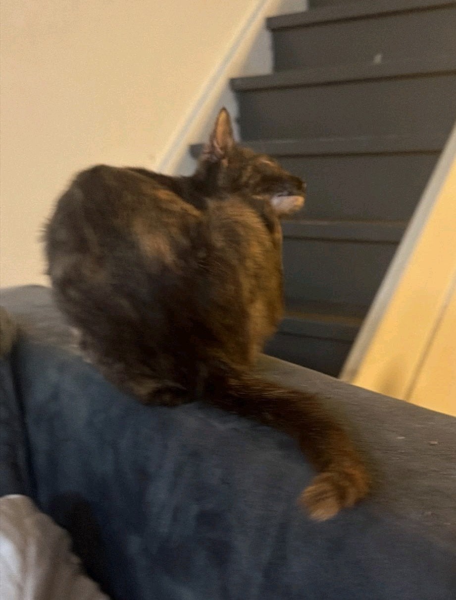 2 Kittens, bijna 12 weken, met krabpaal en andere toebehoren, Meerdere dieren