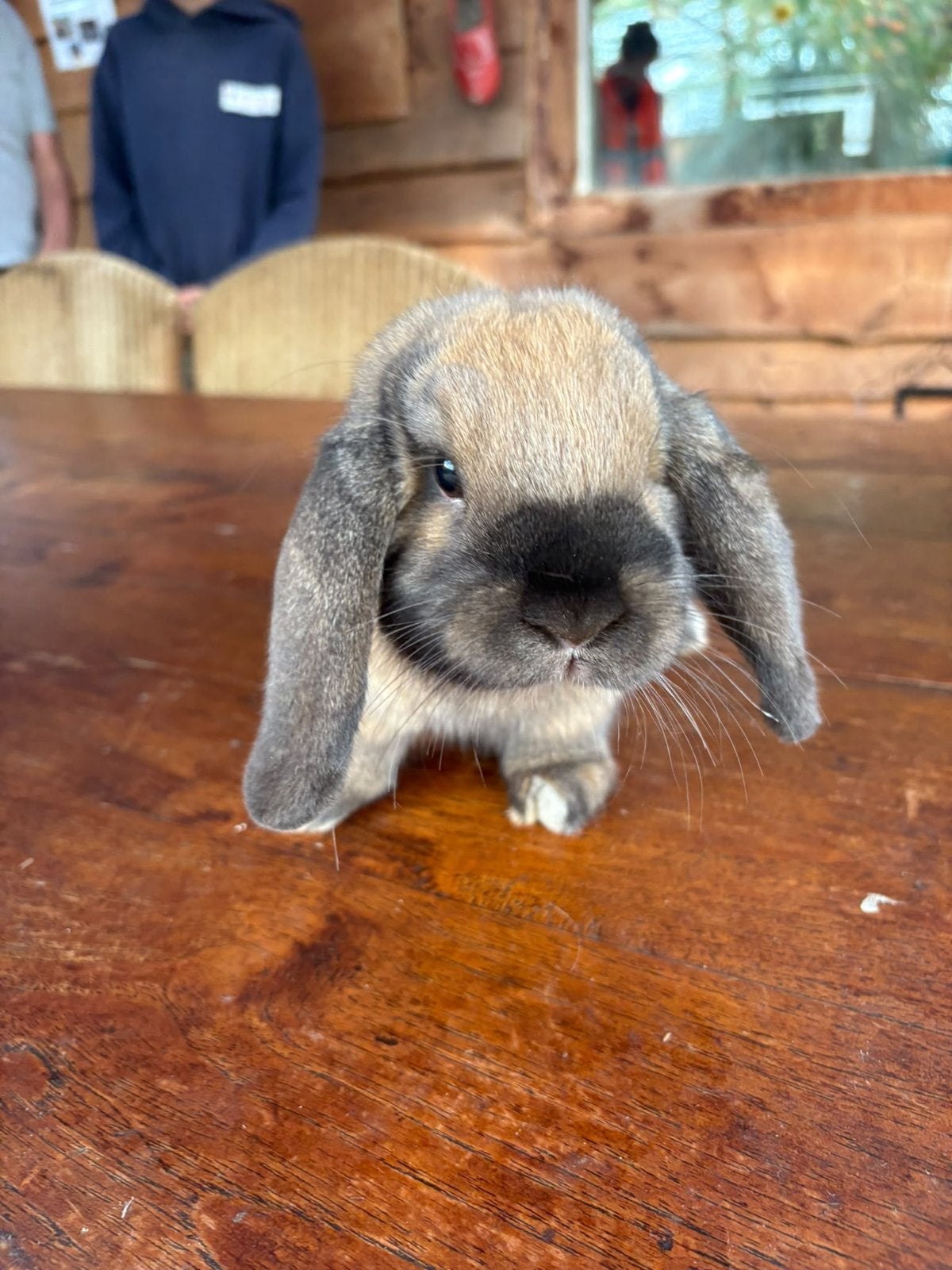 Jonge dwerghangoor konijntjes, Dieren en Toebehoren, Juni, Meerdere dieren, Overige typen, Tam