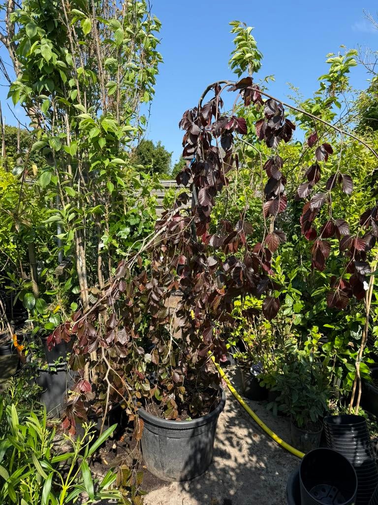 Fagus sylv purple fountain  paarse treur beuk vorm appart, Tuin en Terras, Planten | Bomen, Ophalen, Bloeit niet, Halfschaduw