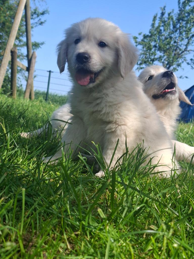 Raszuivere golden retriever pups., 8 tot 15 weken, Meerdere, Meerdere dieren, Parvo