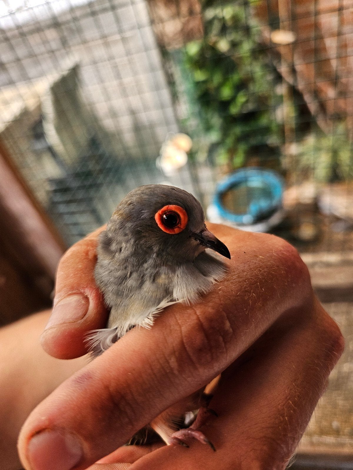 Diamantduifjes, Dieren en Toebehoren, Vogels | Overige Vogels, Vrouwelijk