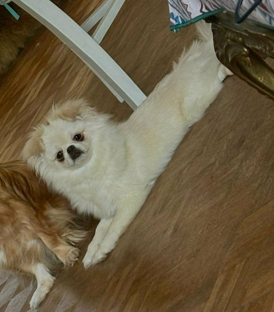 klein lief chicuahua x pomeriaantje teefje, Dieren en Toebehoren, 15 weken tot 1 jaar, CDV (hondenziekte), Teef, Eén hond