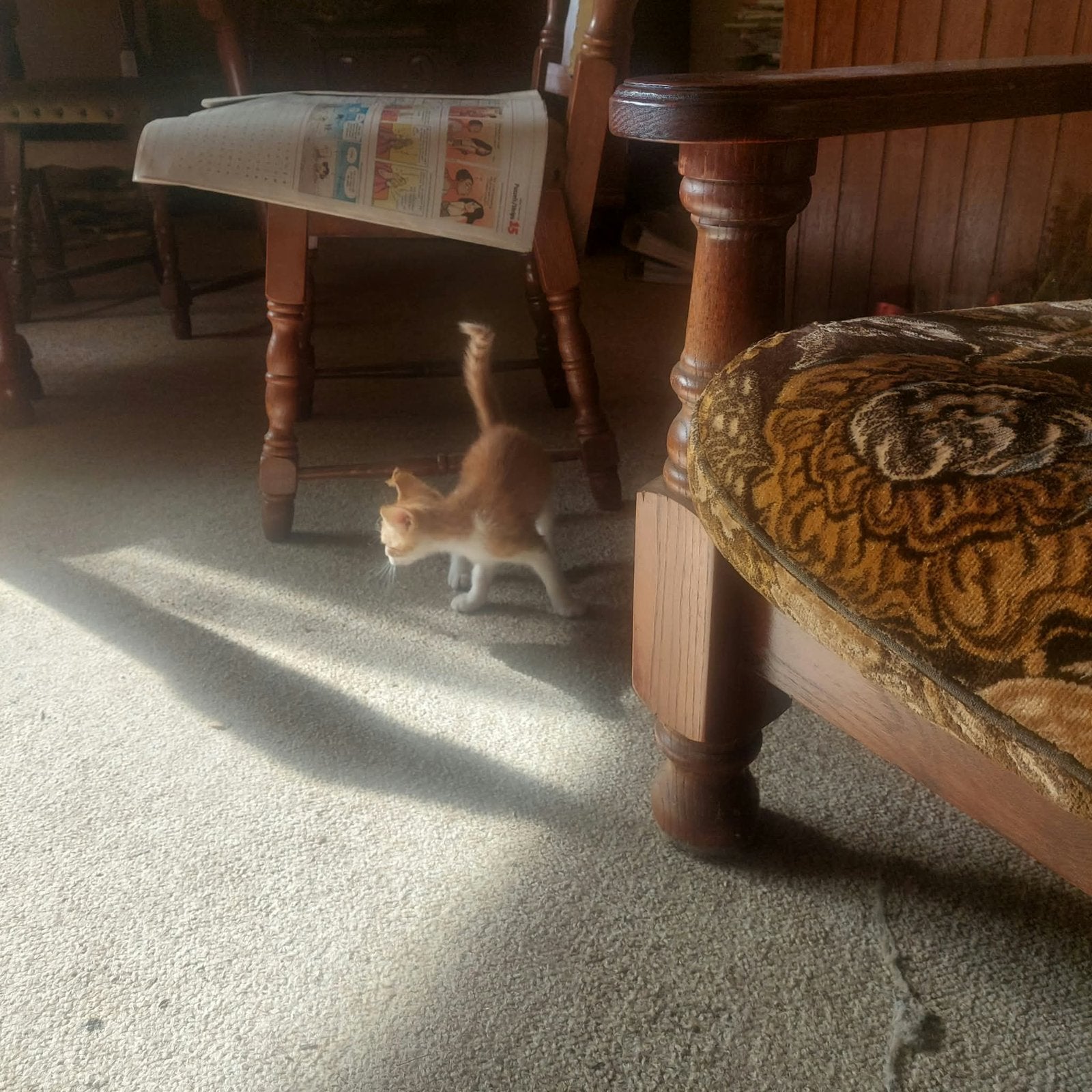 Lieve aanhankelijke boerderij kittens, Meerdere dieren