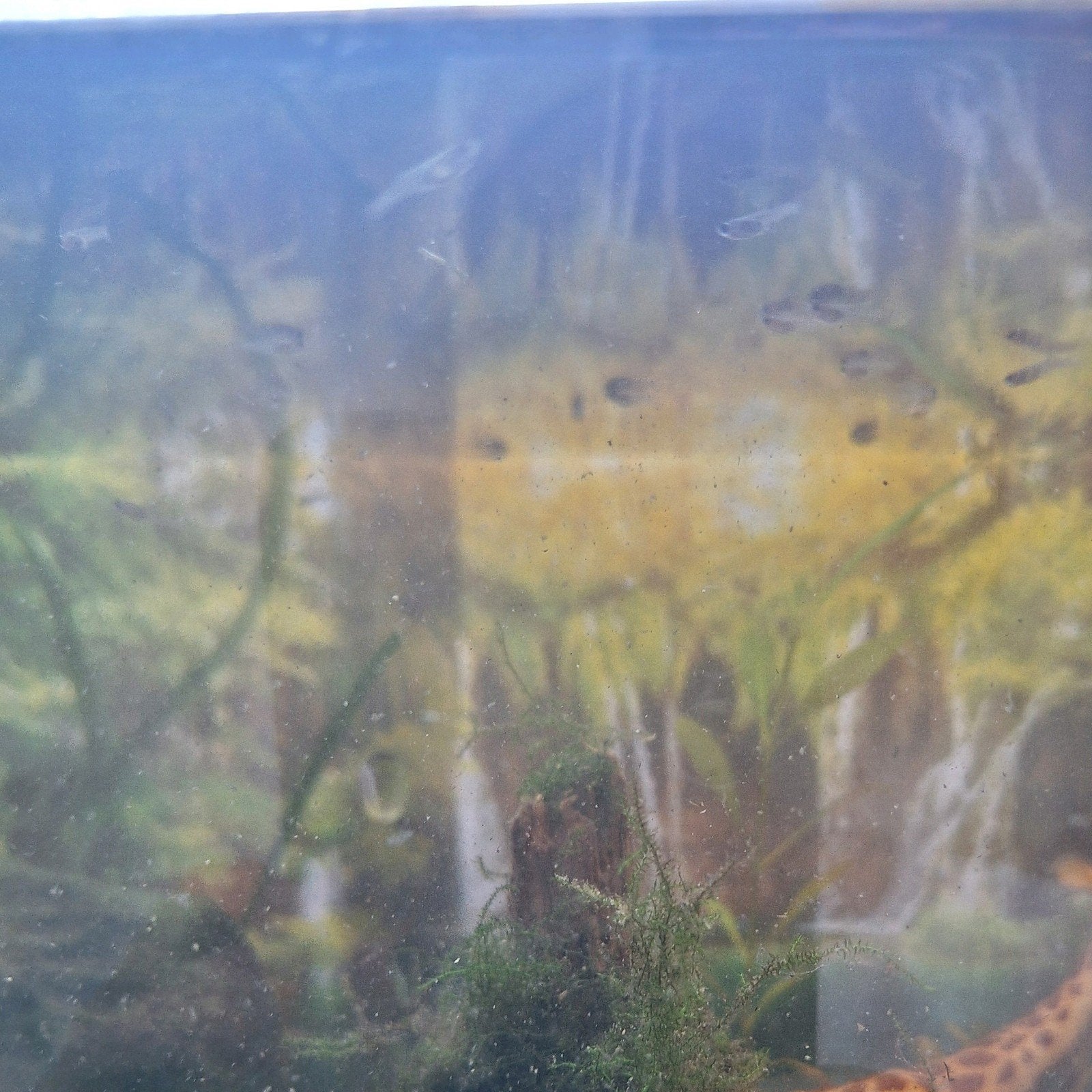 Baby guppy's., Vis, Zoetwatervis, Schoolvis