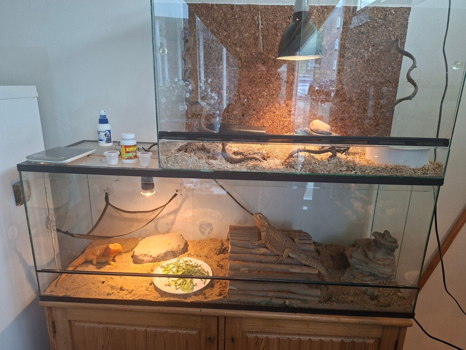 Terrarium 120X50X50, Ophalen of Verzenden, Gebruikt, Terrarium of Paludarium